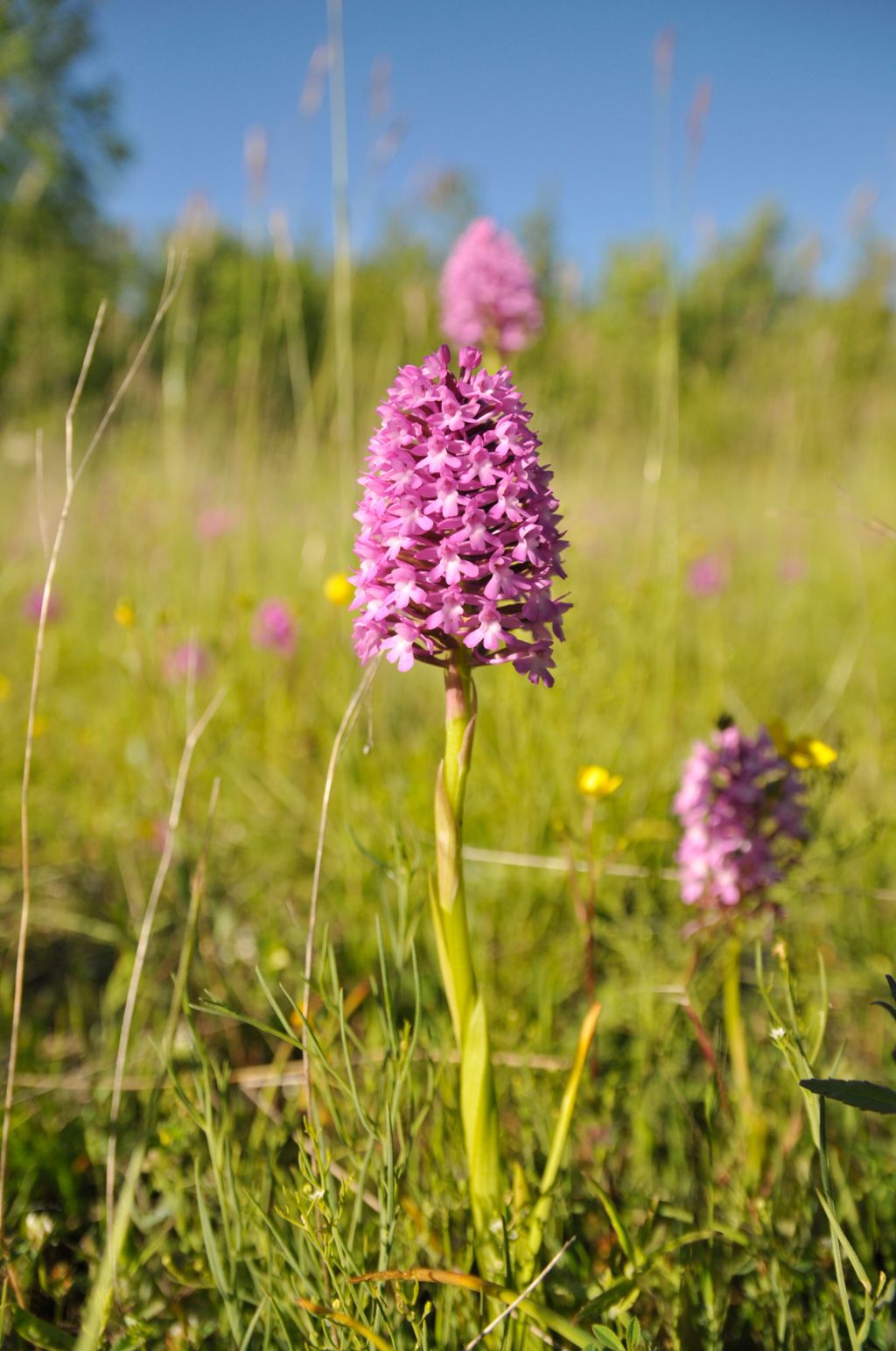 Anacamptis pyramidalis