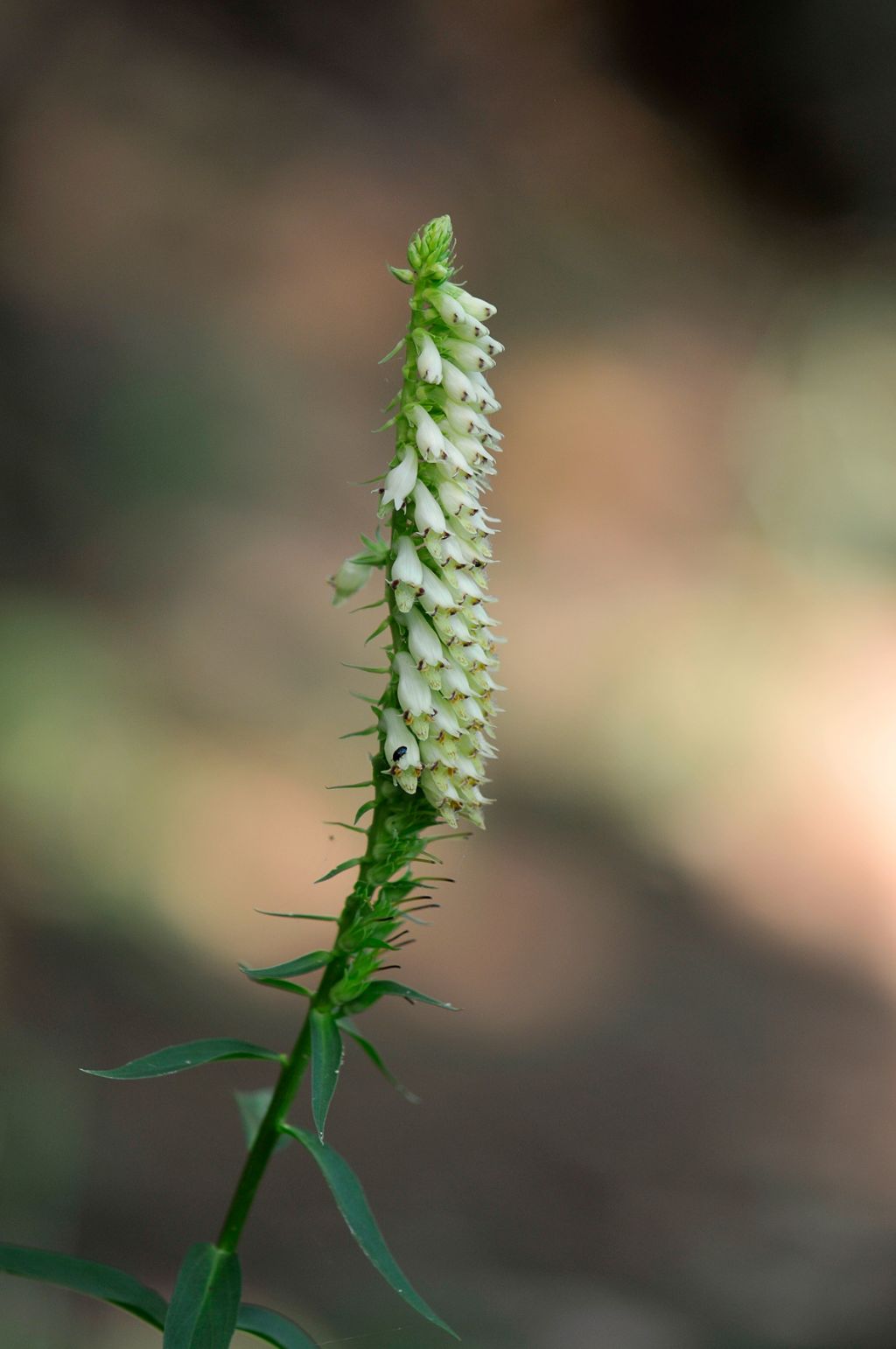 Digitalis lutea