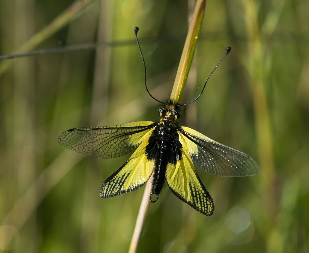 identificazione - Libelloides latinus