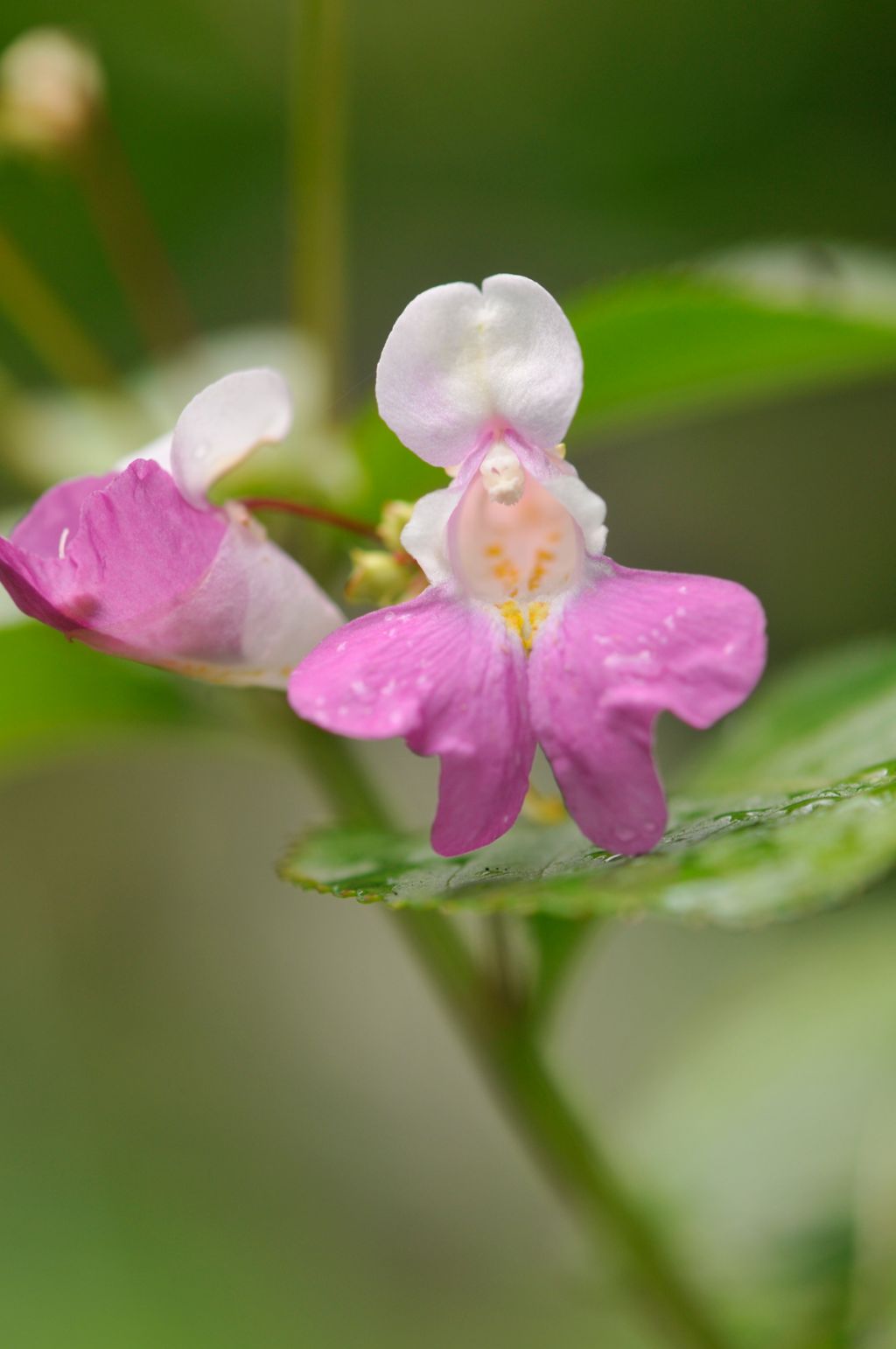 Impatiens balfourii