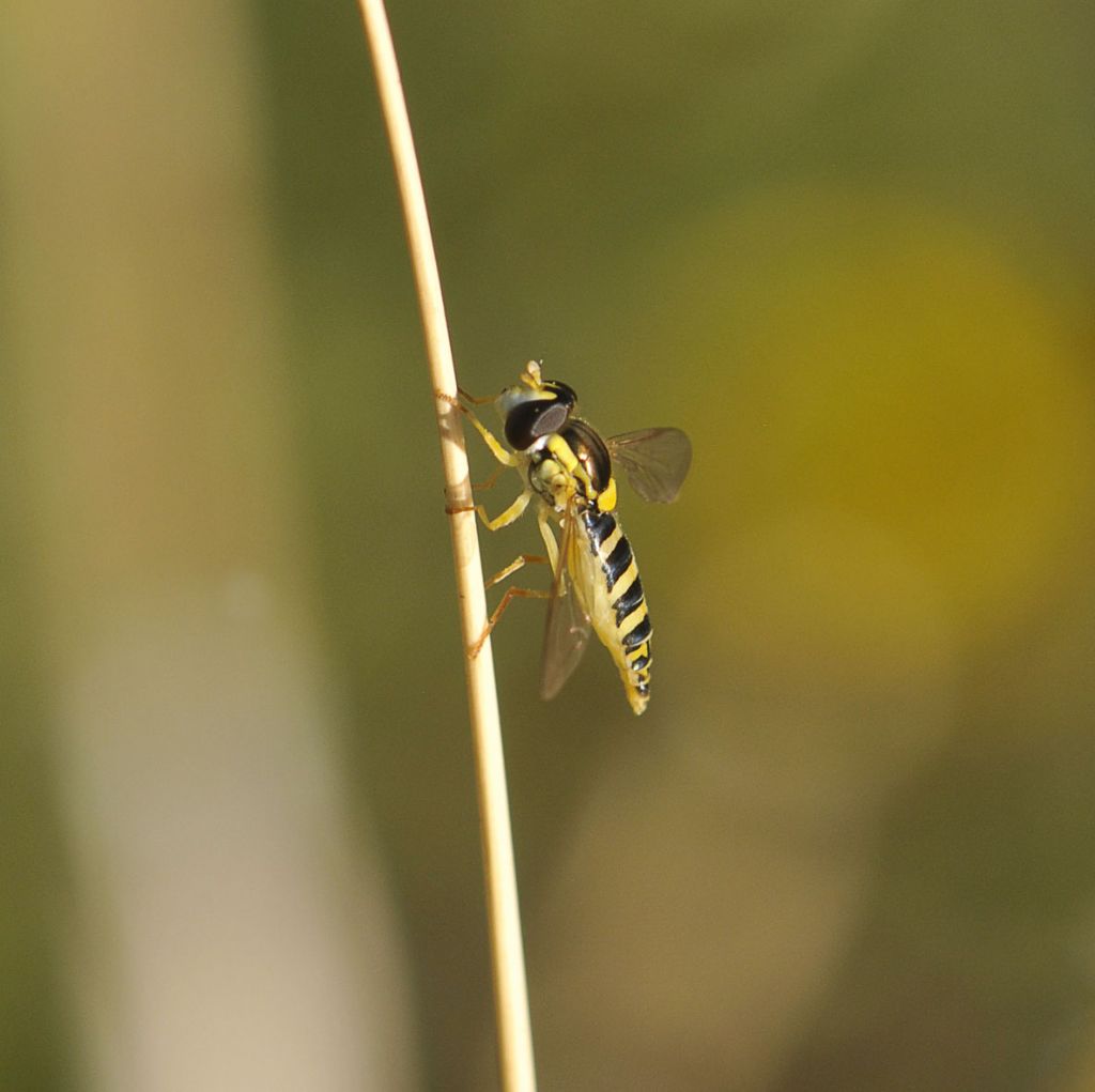 femmina di Sphaerophoria sp.