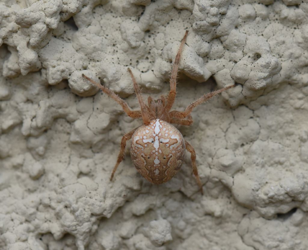 Araneus diadematus - Semproniano (GR)