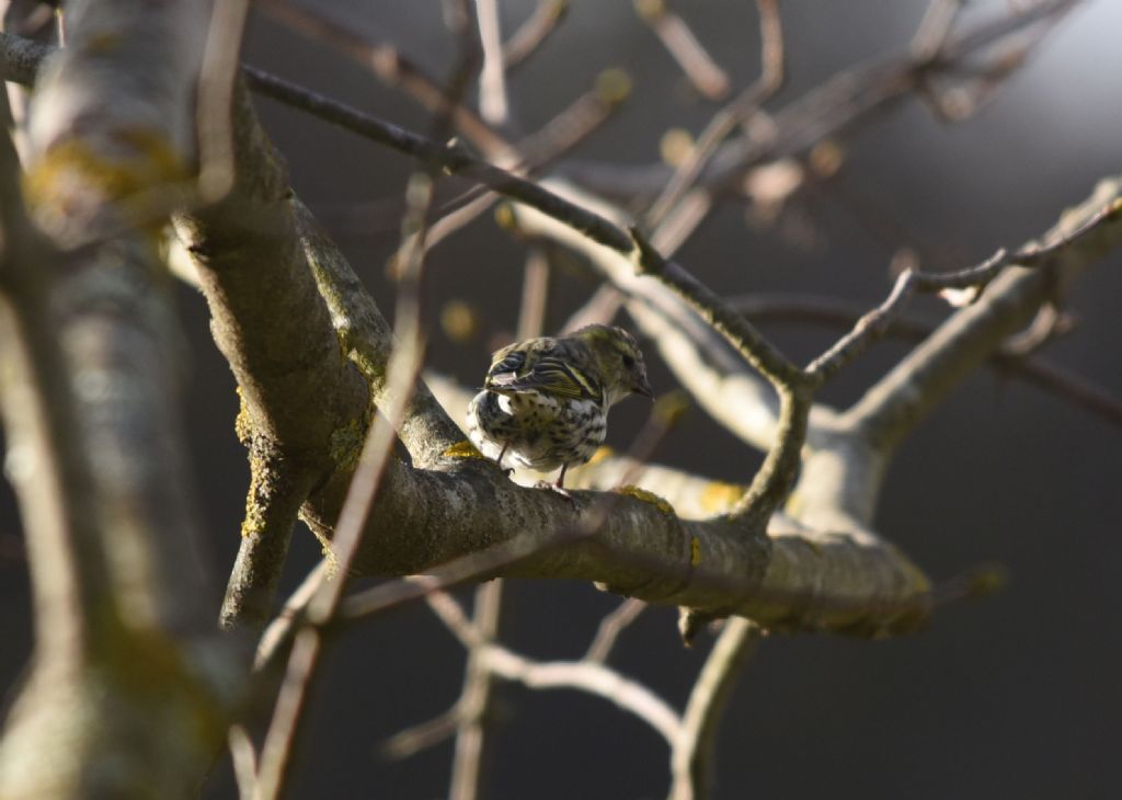 Lucherino (Carduelis spinus) femmina