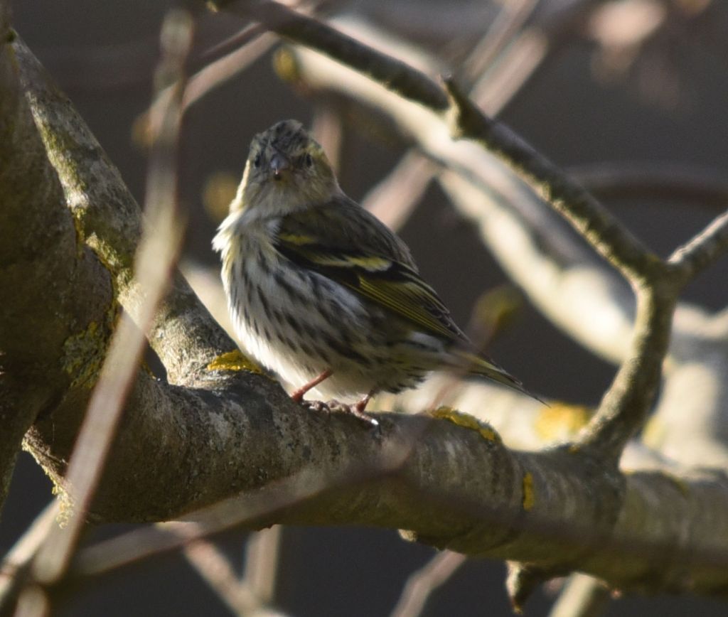 Lucherino (Carduelis spinus) femmina