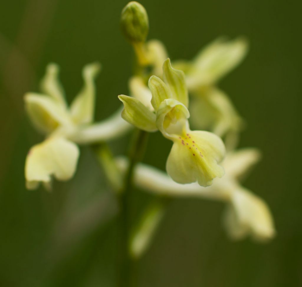 Orchis provincialis