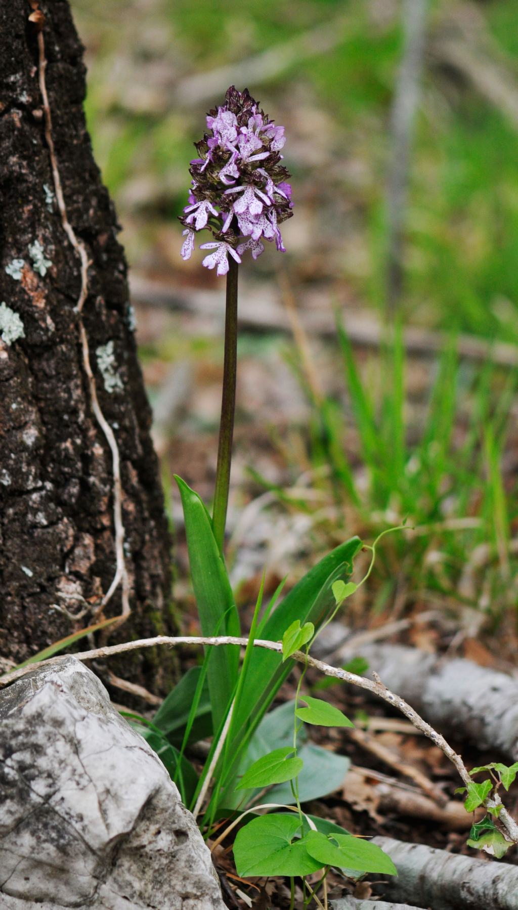 Orchis purpurea?