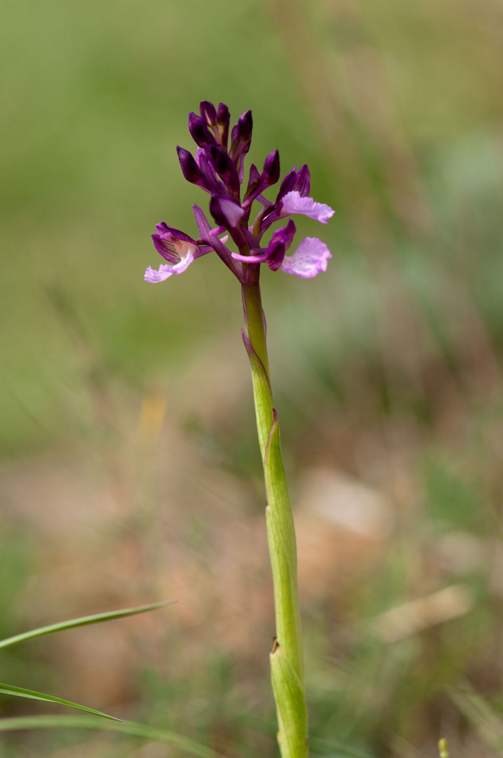 Anacamptis x gennarii