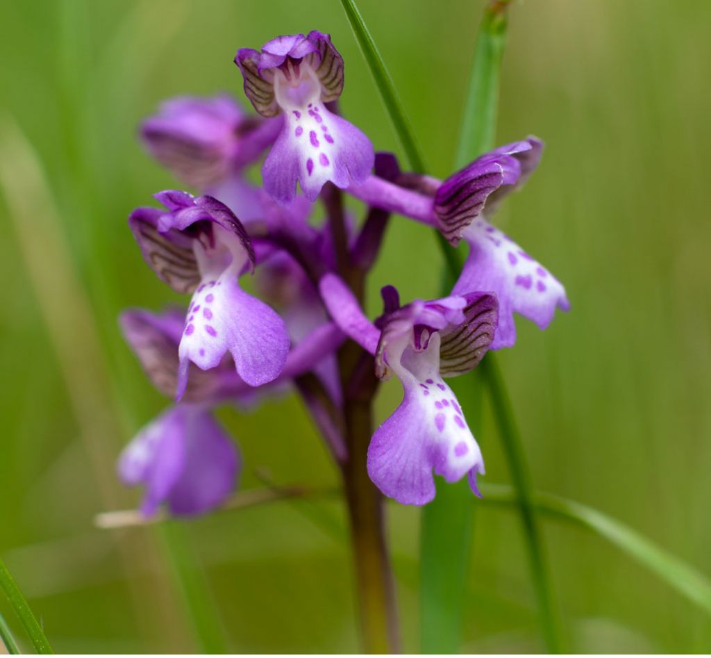 Anacamptis???