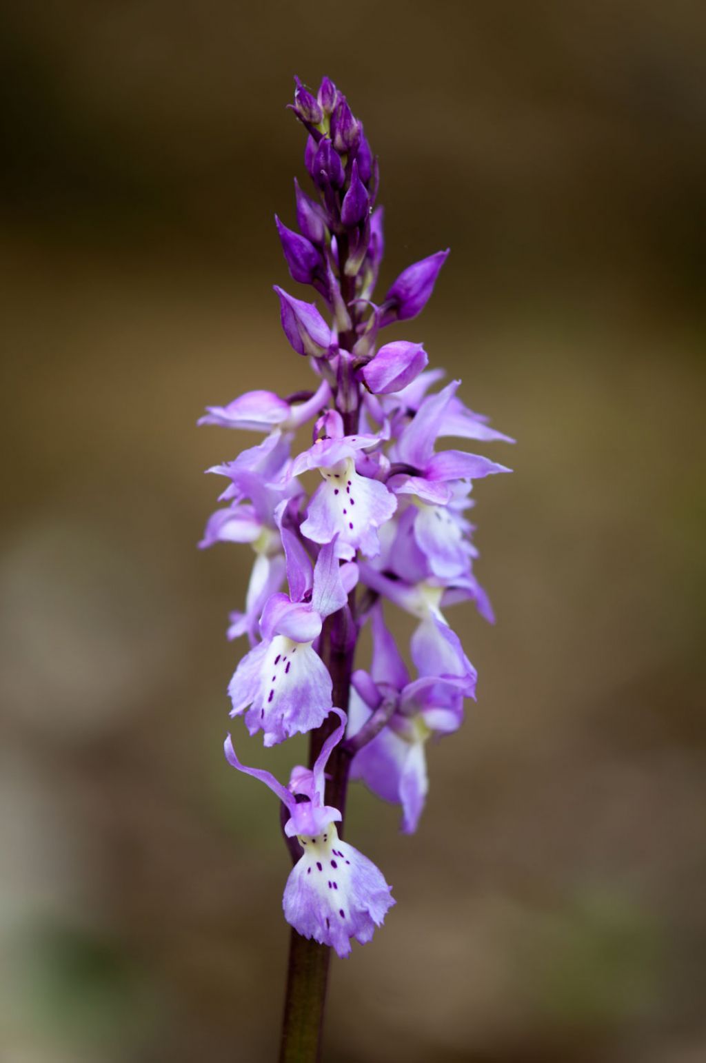 Identificazione Anacamptis????