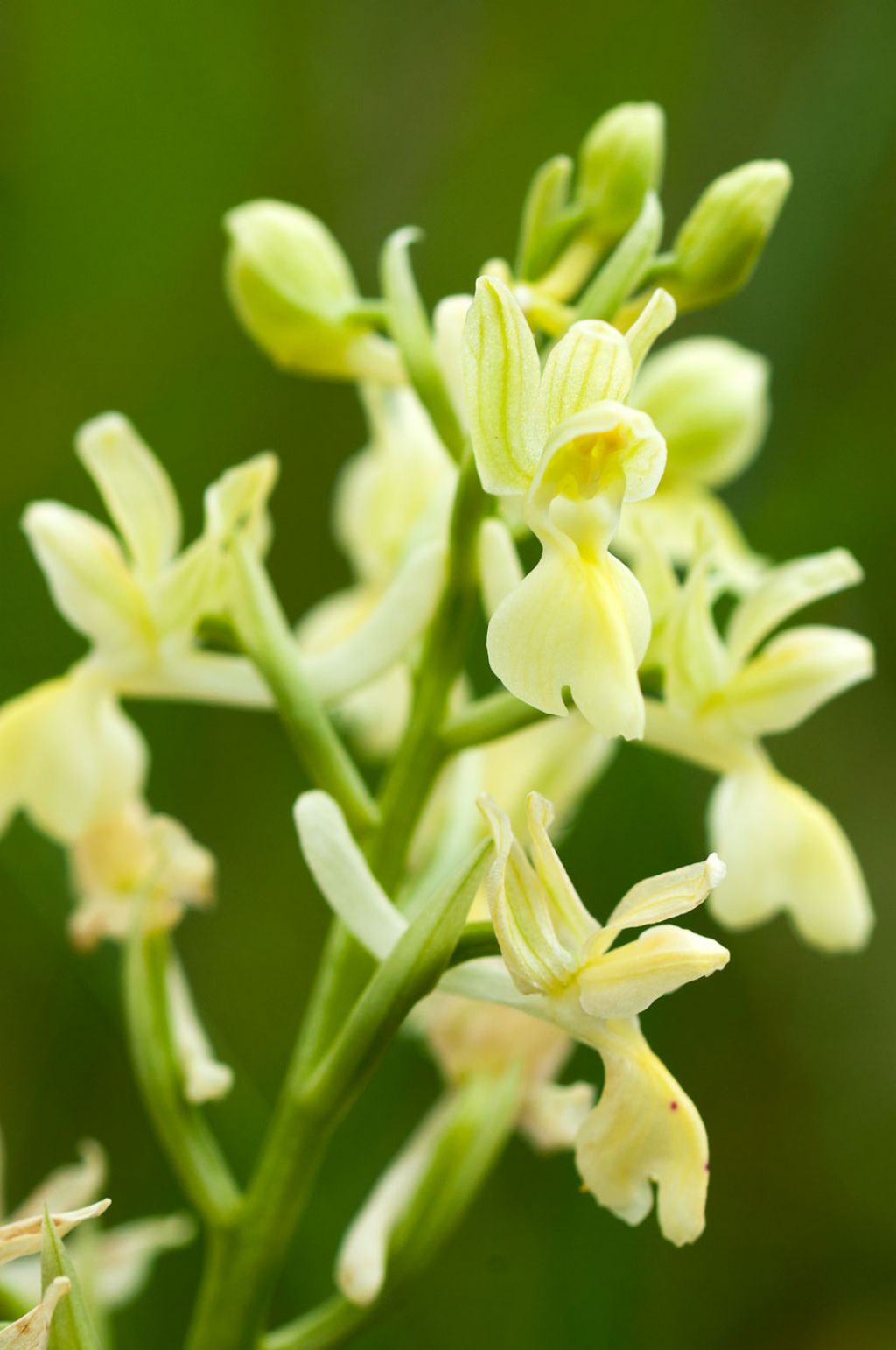 Orchis provincialis