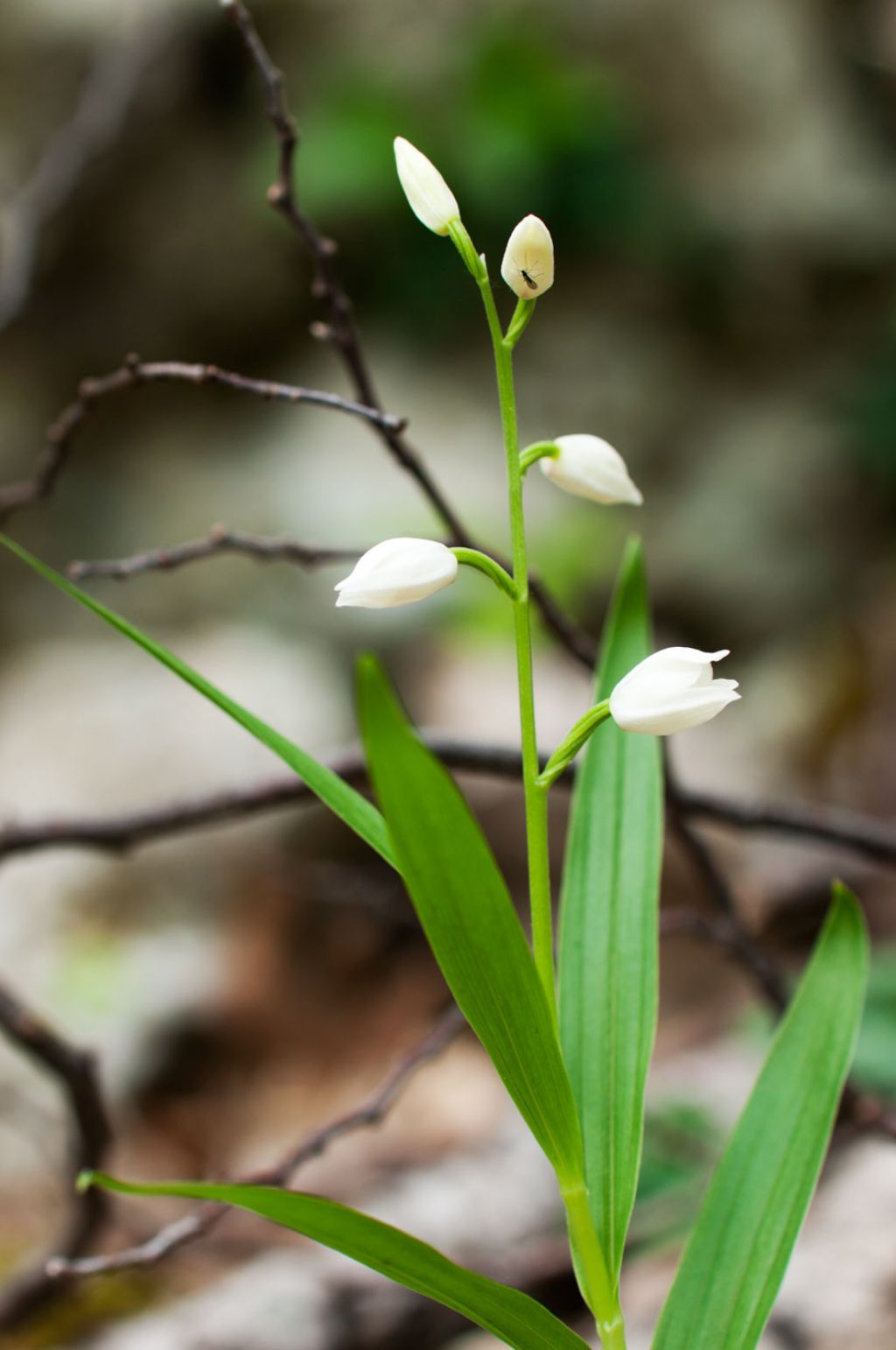 Cephalanthera longifolia