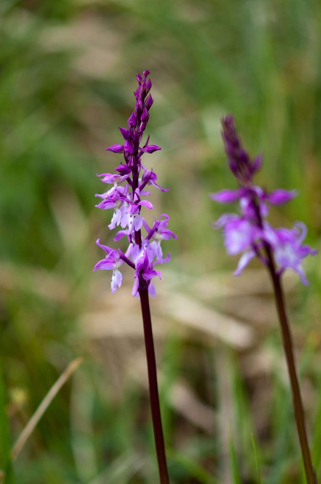 Identificazione Anacamptis????