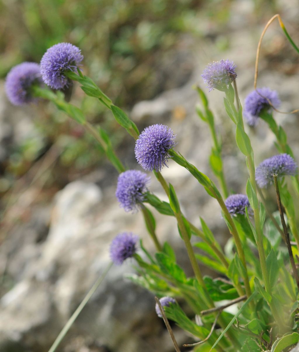 Globularia bisnagarica