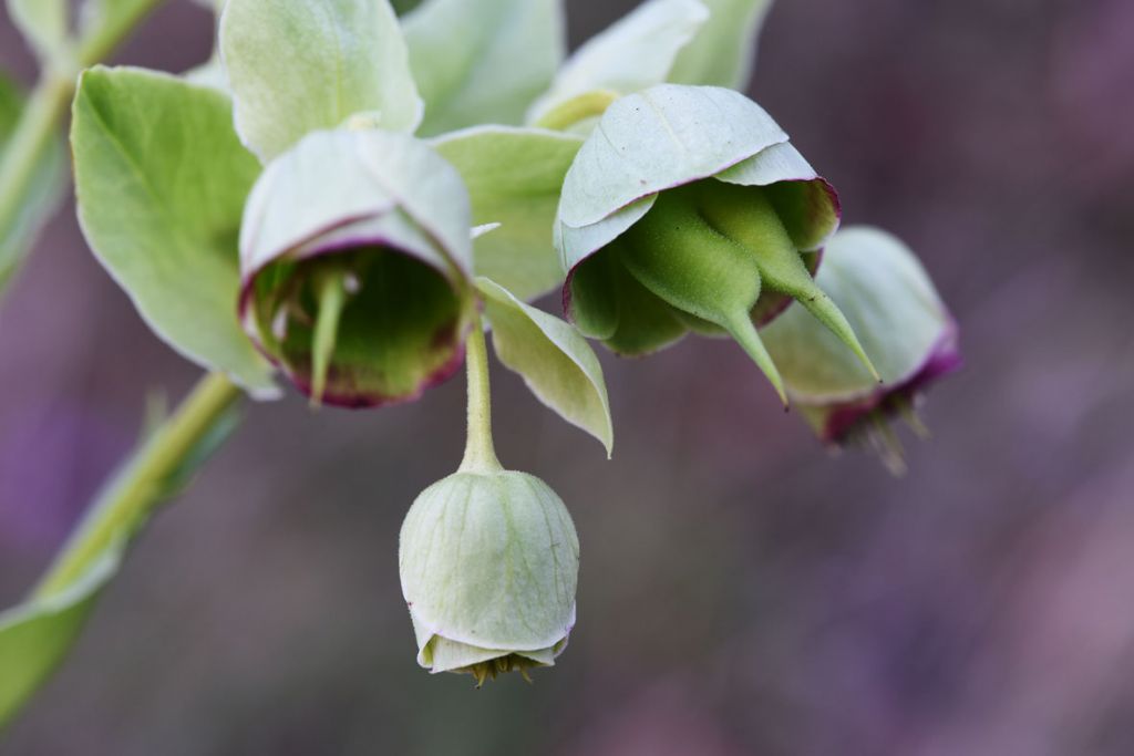 Helleborus foetidus (Ranunculaceae)