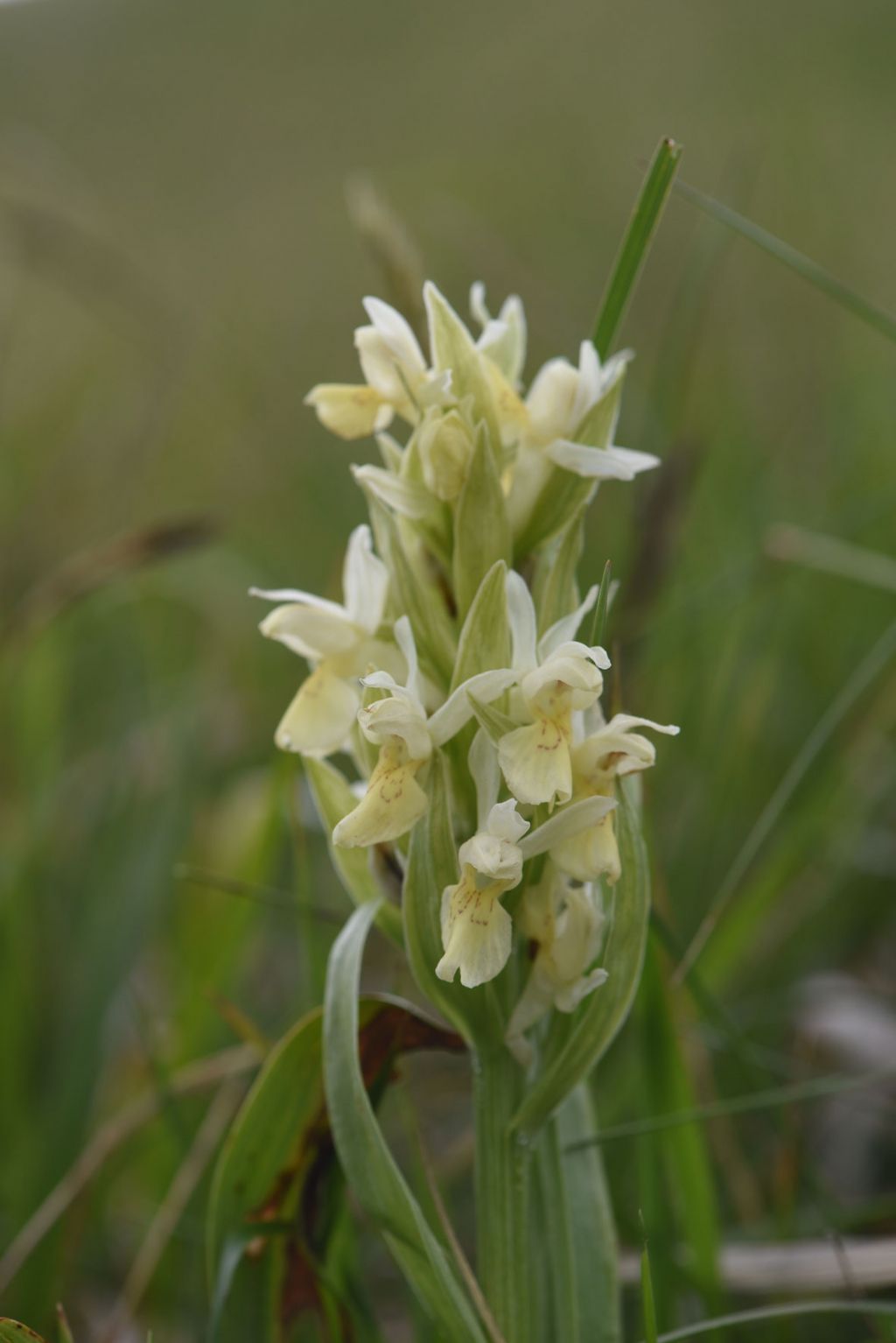 Dactylorhiza sambucina?