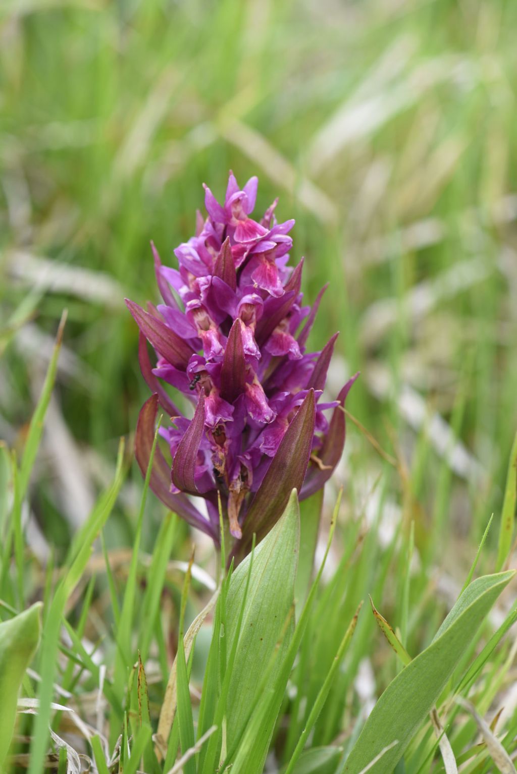 Dactylorhiza sambucina?