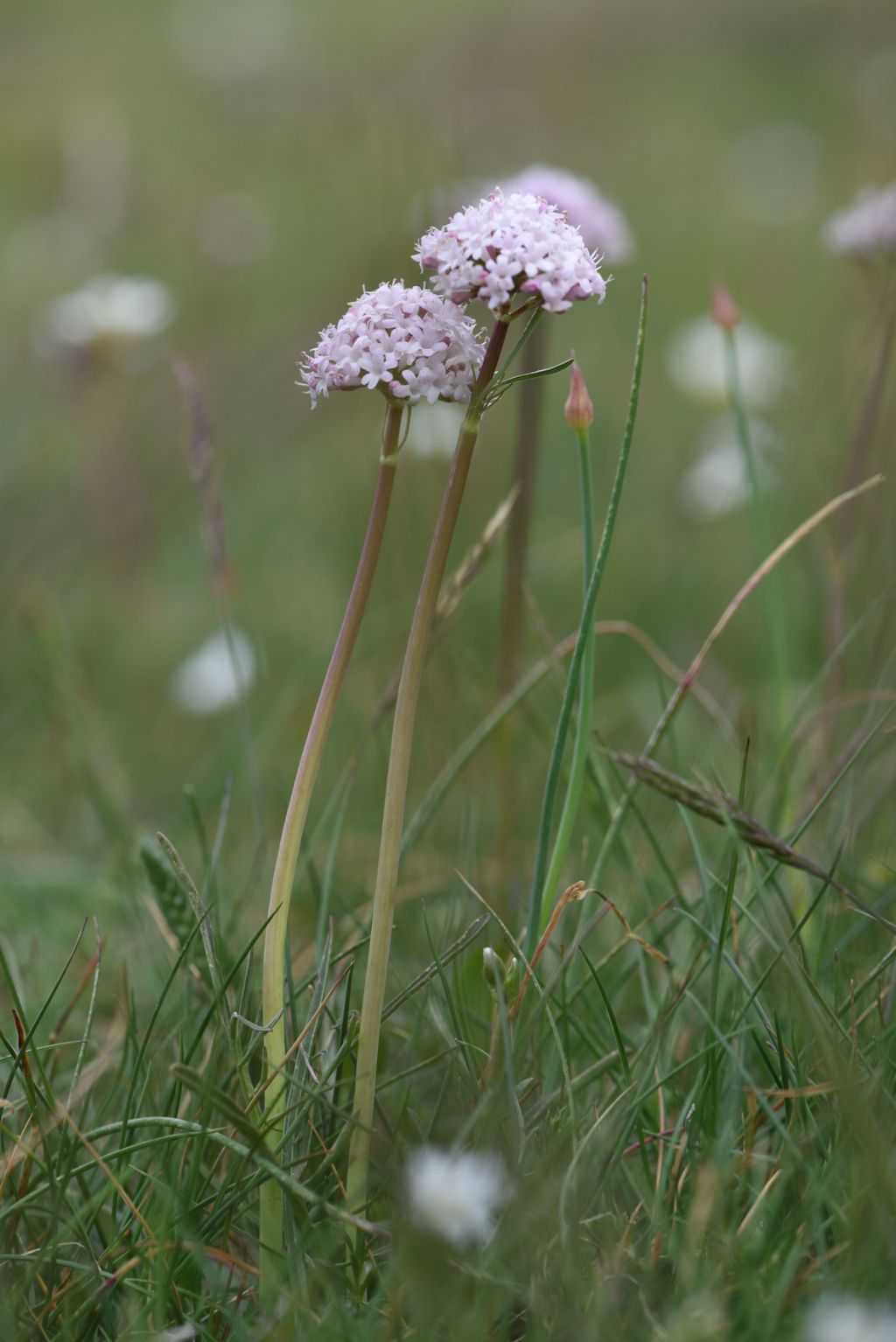 Valeriana tuberosa / Valeriana tuberosa