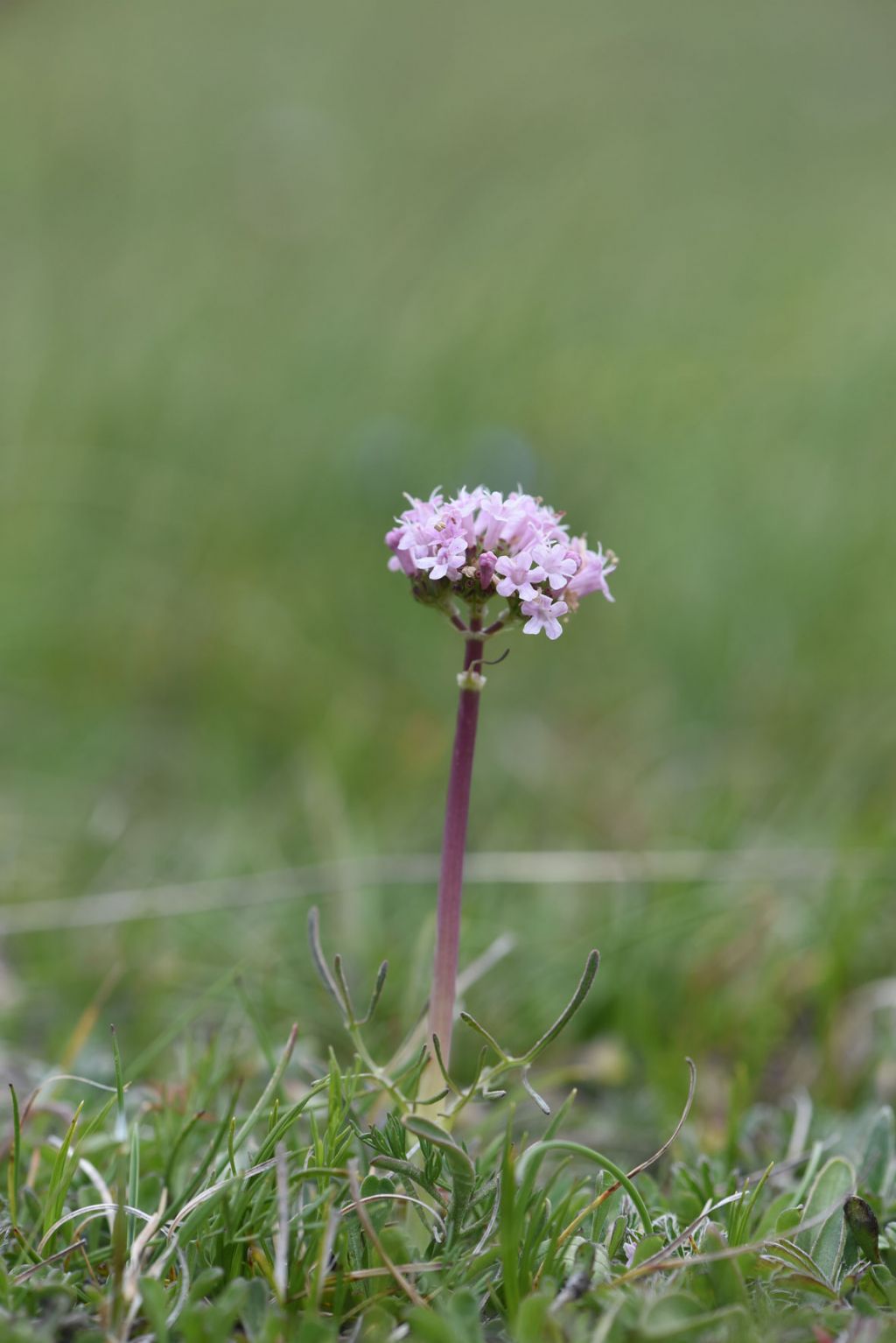 Valeriana tuberosa / Valeriana tuberosa