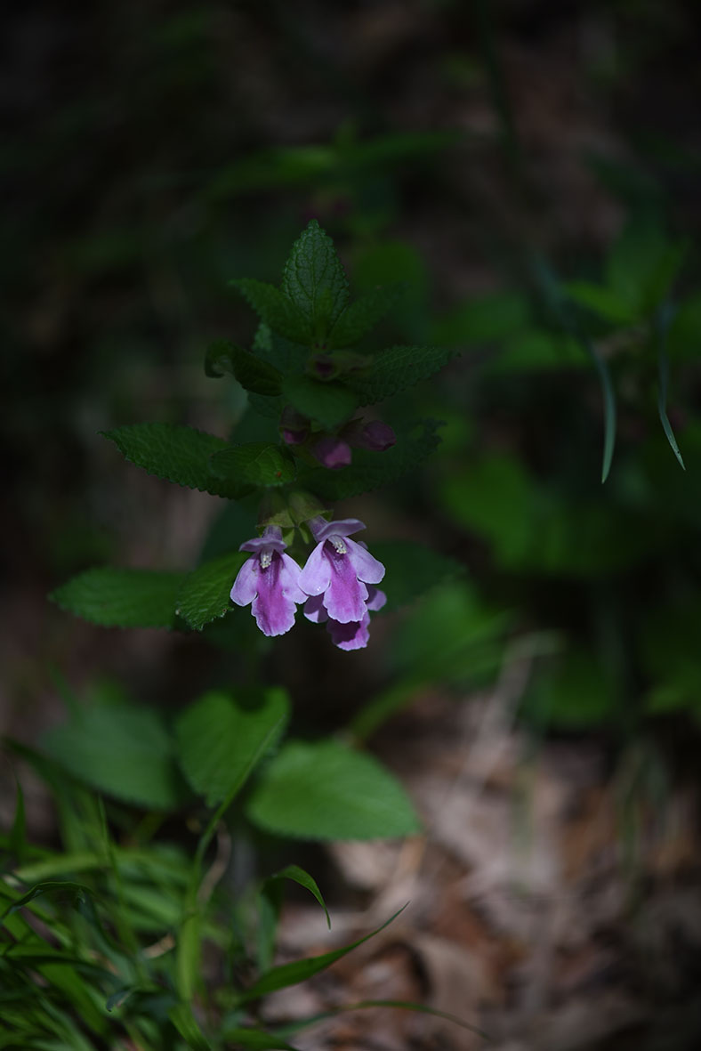 Melittis melissophyllum (Lamiaceae)