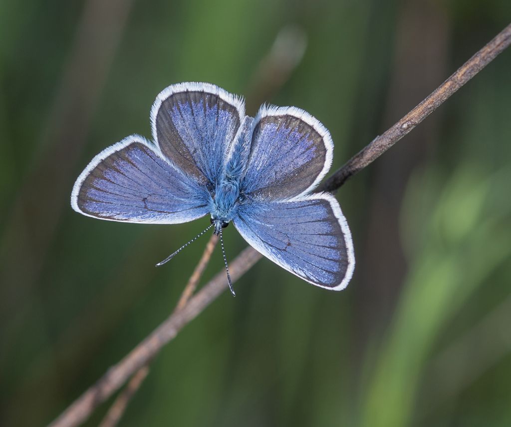 probabile Plebejus argus