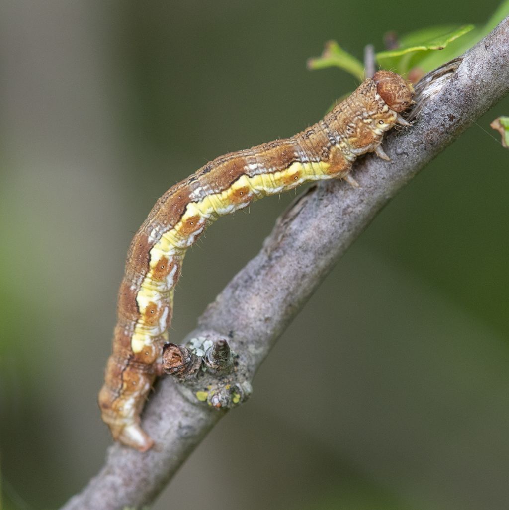 Erannis defoliaria - Geometridae