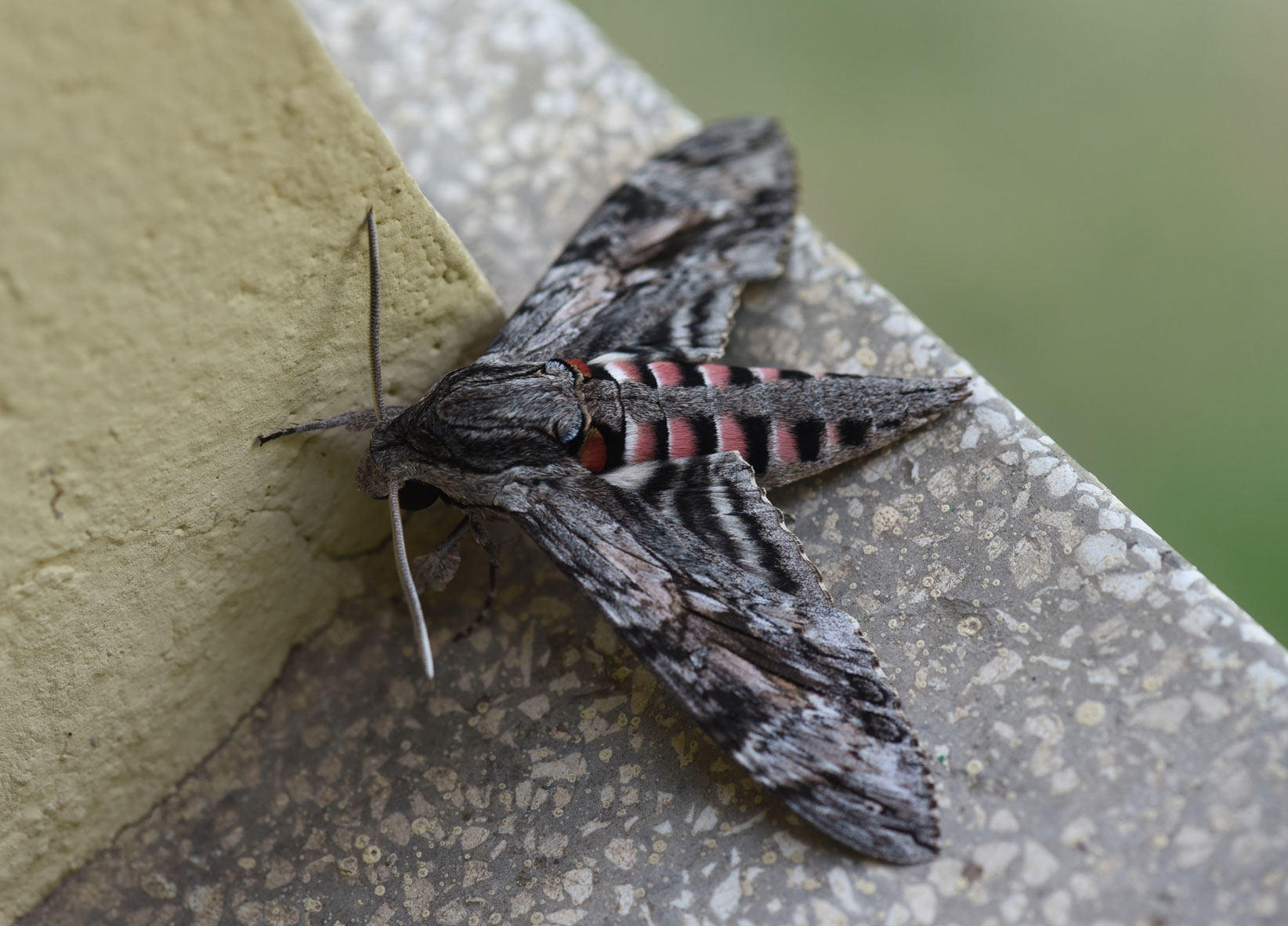 Identificazione: Agrius convolvuli - Sphingidae