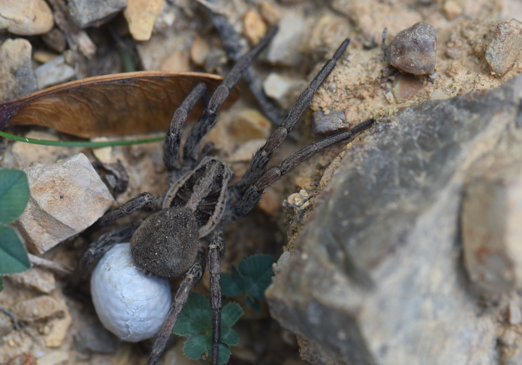 Hogna radiata - Maremma toscana