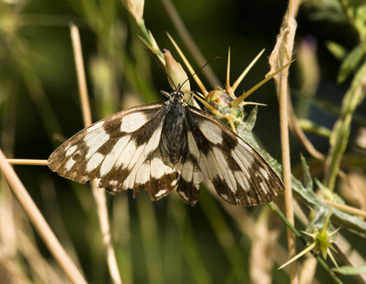 Farfalla