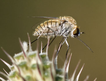 Bombylius major?