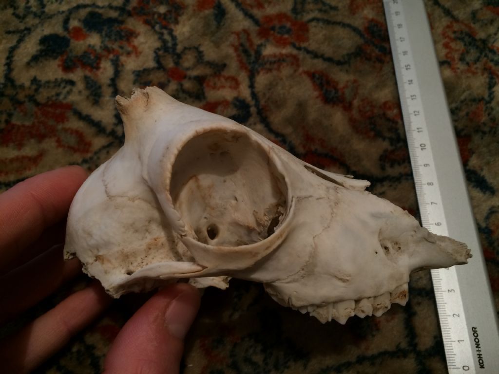 Cranio capretto da identificare: camoscio o stambecco?