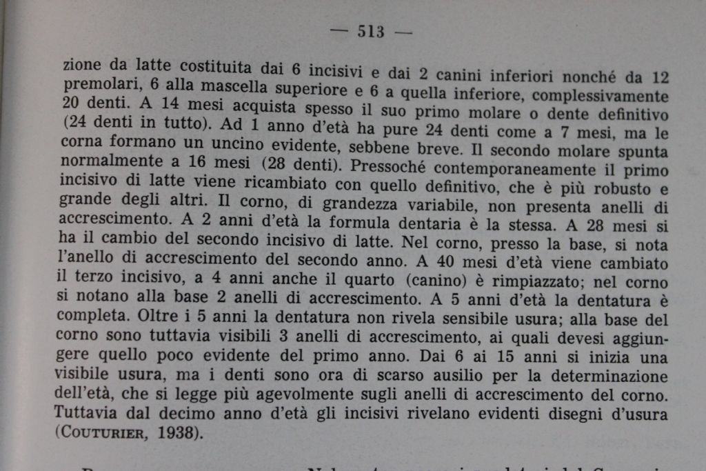 Cranio di camoscio pre e post-preparazione