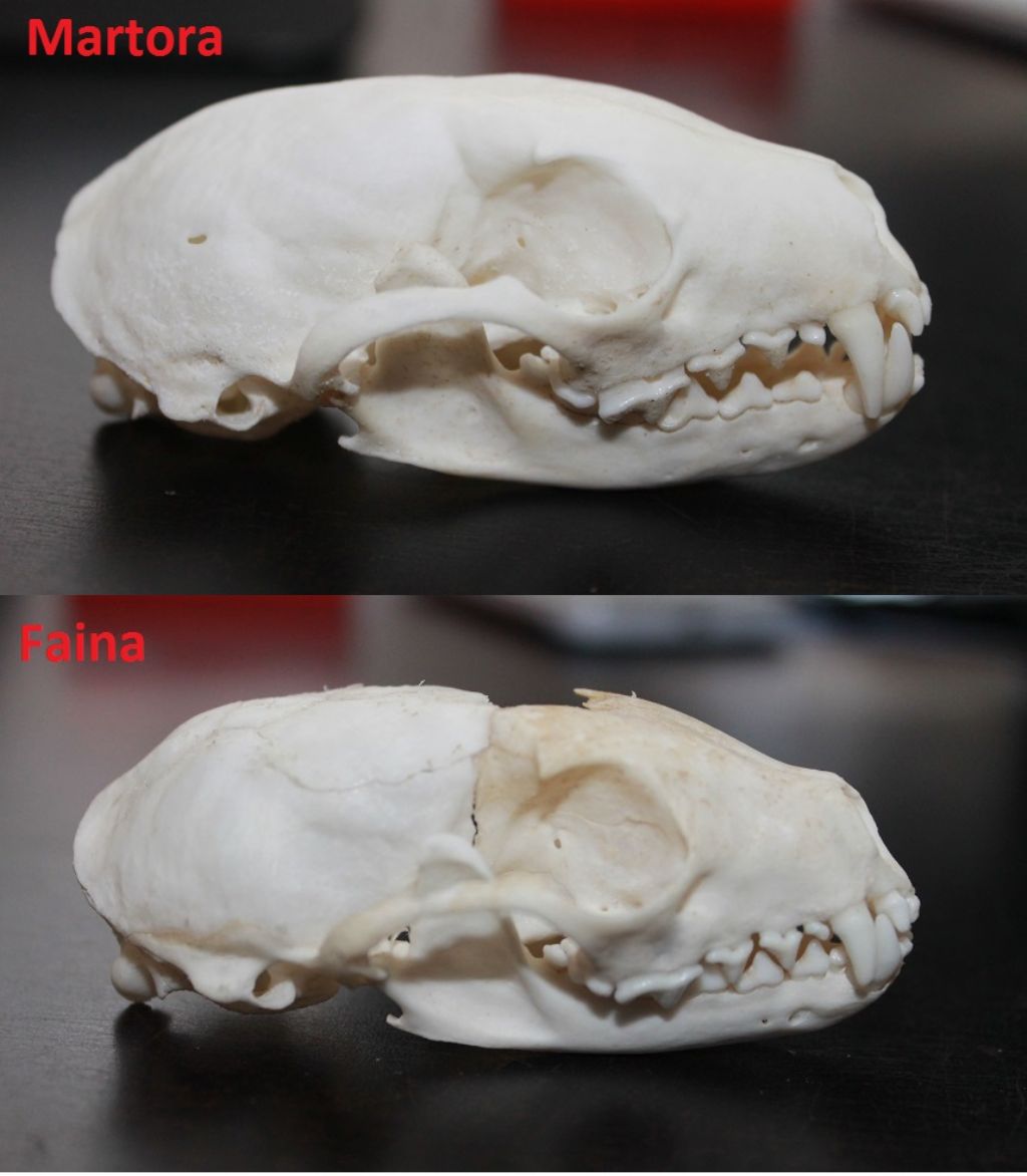 Confronto crani Martora-Faina