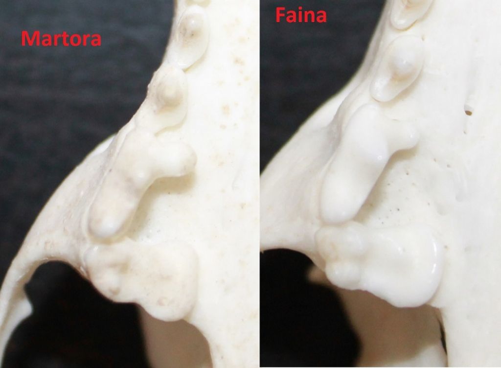 Confronto crani Martora-Faina