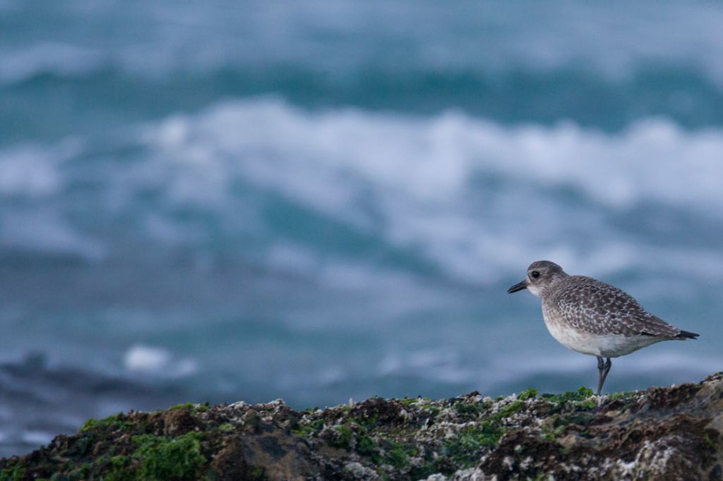 Pivieressa (Pluvialis squatarola)