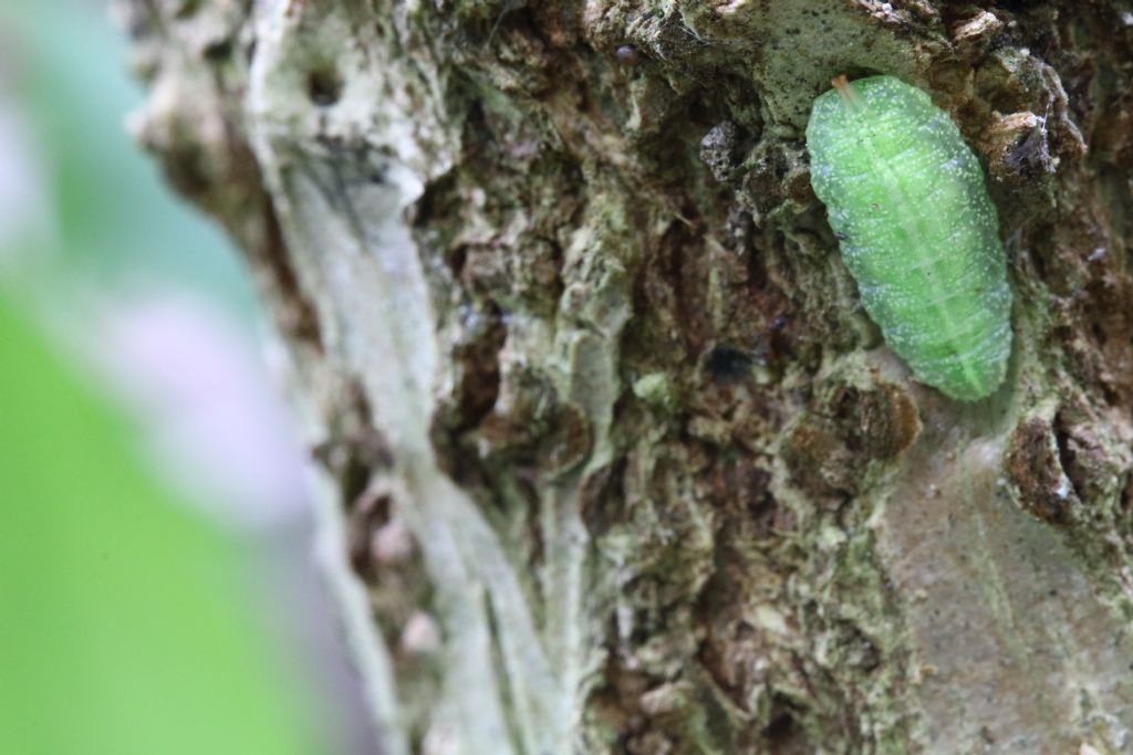 Limacodidae?  No, larva di Dittero Syrphidae