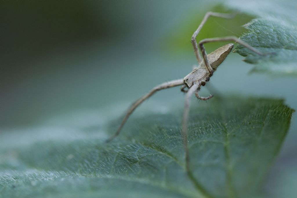 Pisaura sp. senza due zampe - Bologna