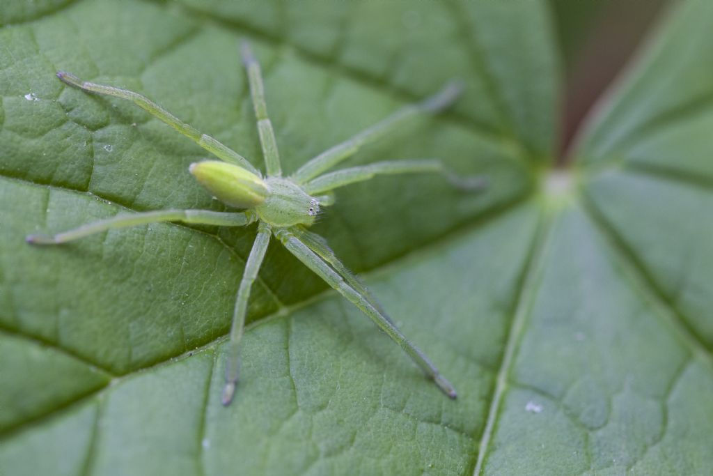 Micrommata virescens?