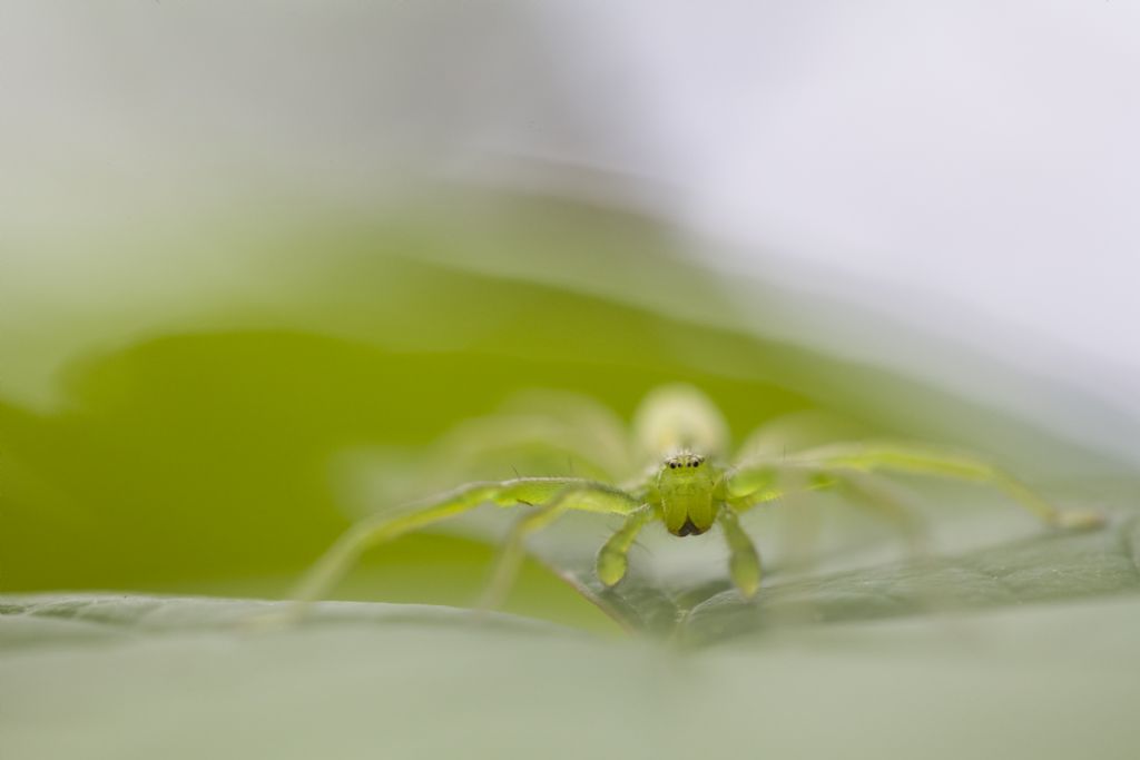 Micrommata virescens?