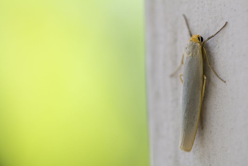 Eilema complana? No, Eilema caniola - Erebidae