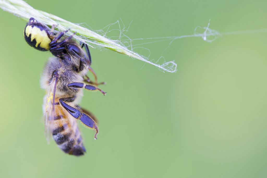 Synema globosum - Bologna