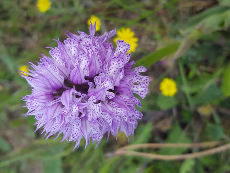 La mia prima Neotinea tridentata