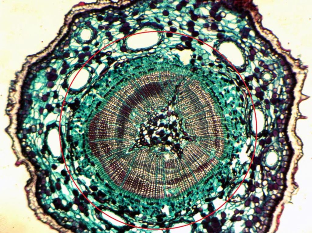 Il microscopio Bresser BioLux mod. NG NV AL