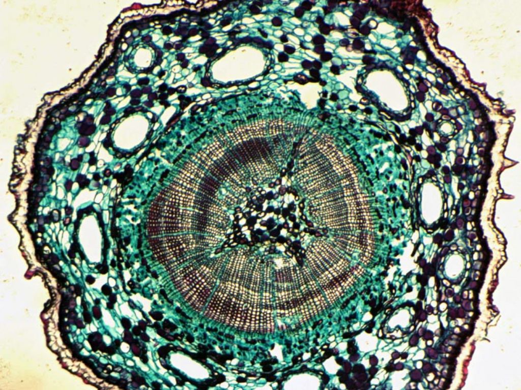 Il microscopio Bresser BioLux mod. NG NV AL