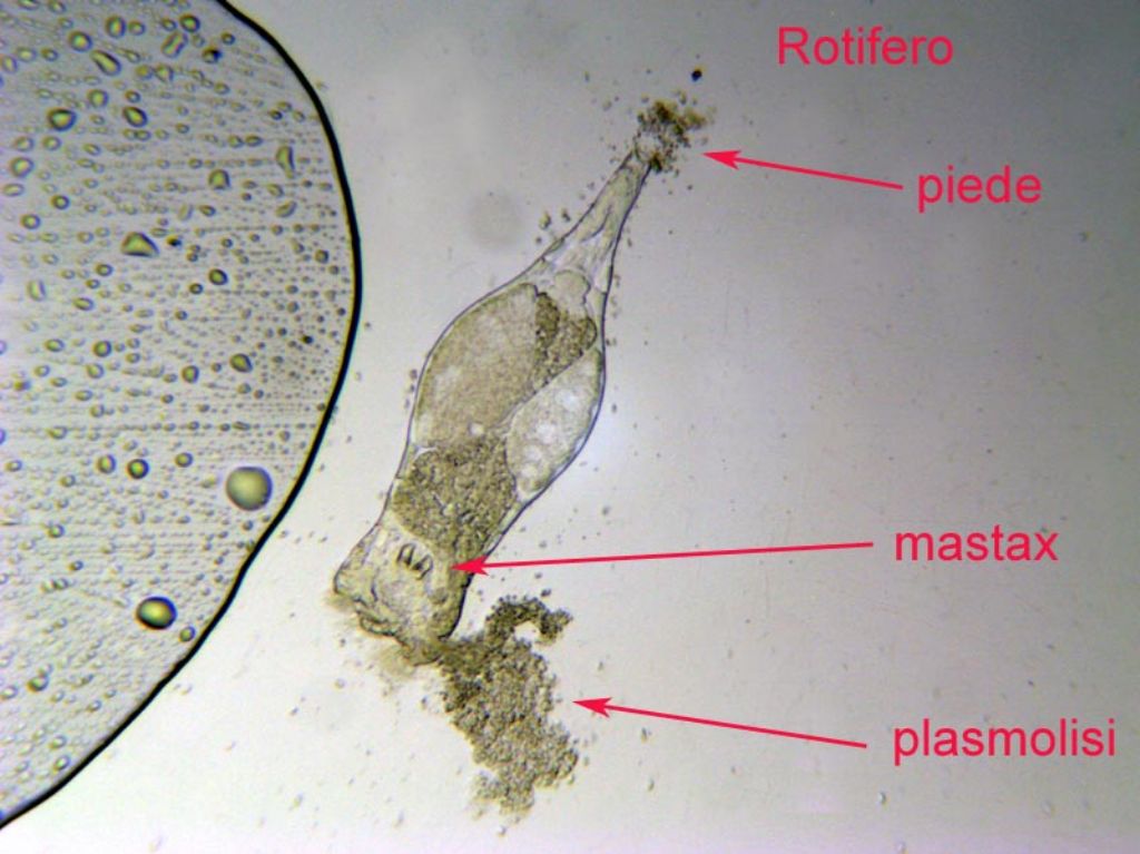 Il microscopio Bresser BioLux mod. NG NV AL