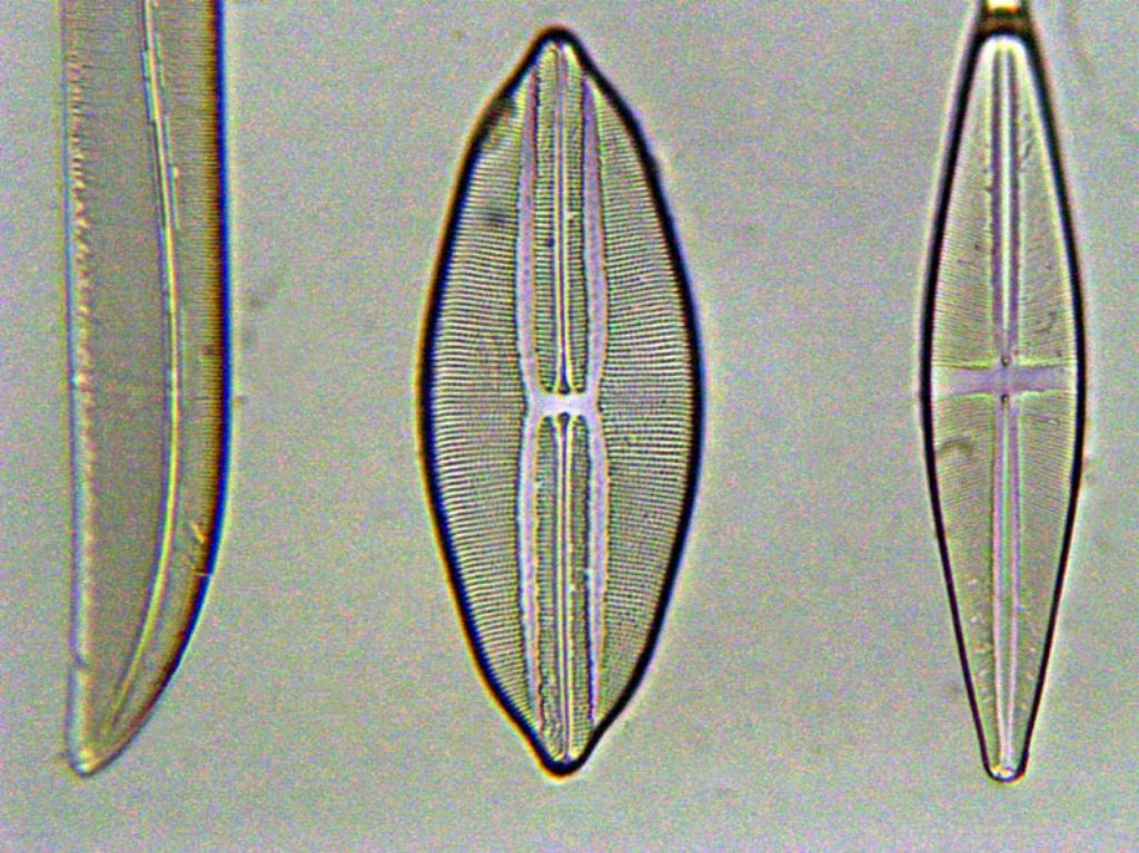 Il microscopio Bresser BioLux mod. NG NV AL