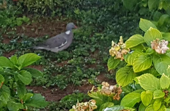 Tortora ?  No,Colombaccio (Columba palumbus)