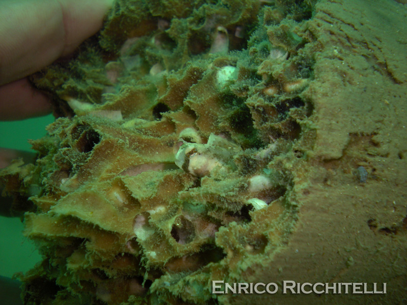 Giovanile di Blennius ocellaris