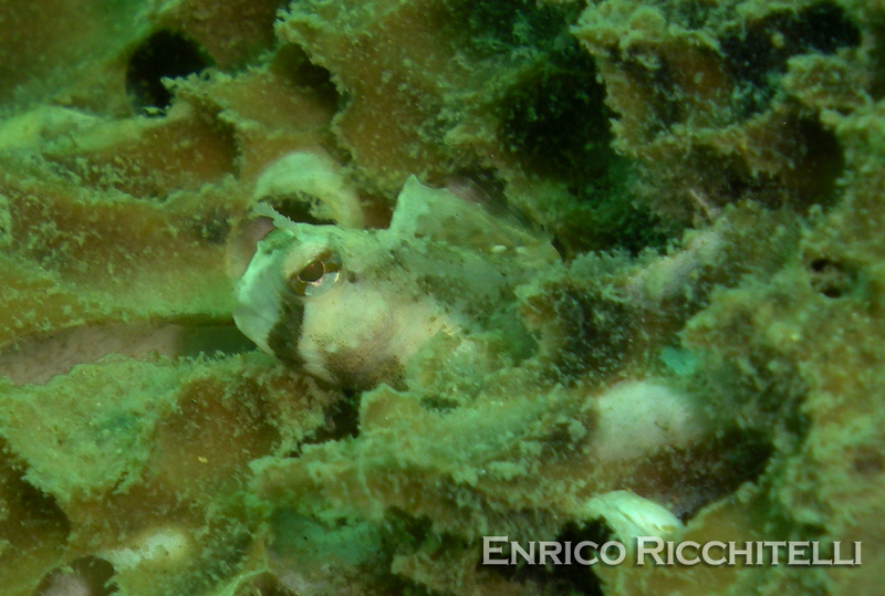 Giovanile di Blennius ocellaris