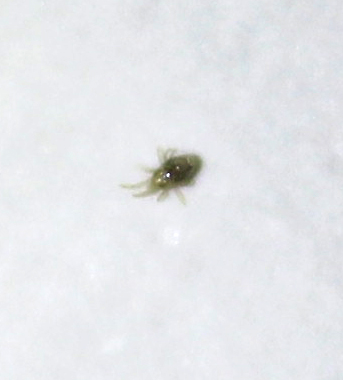 Strano insetto microscopico