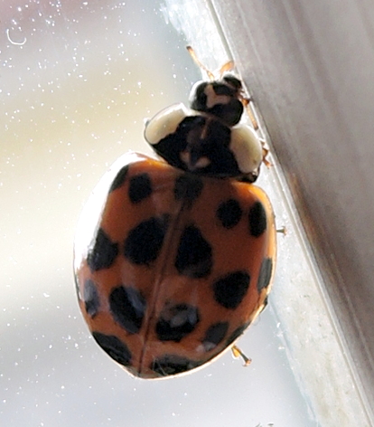 Harmonia axyridis